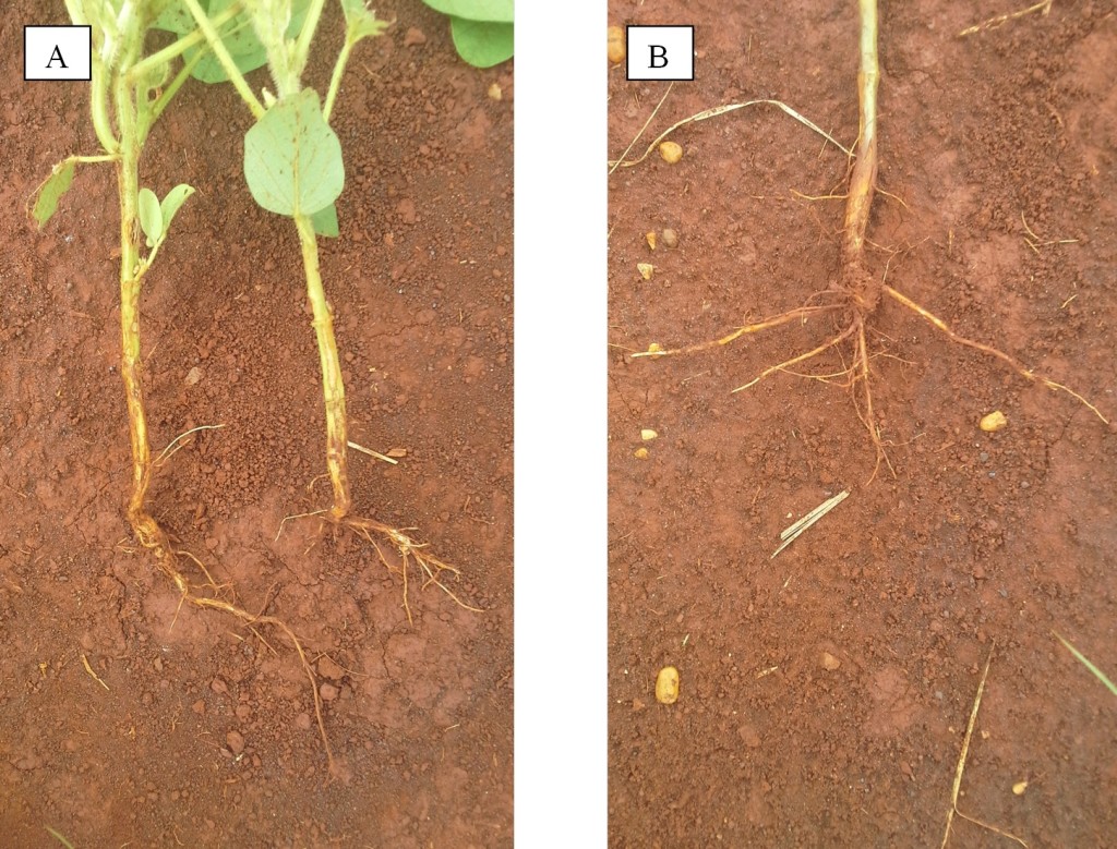 (fotos_por_Rodrigo_Arroyo)Sistema radicular de plantas de soja em fase inicial de desenvolvimento (A) e por ocasião do início do florescimento (B), em função do excesso de umidade no solo