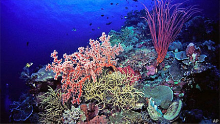 Corais, como estes na Indonésia, estão ameaçados pela acidificação dos oceanos.
