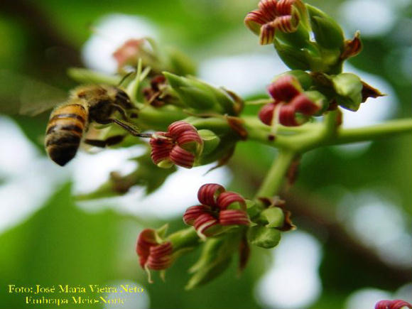 Estudos mostram que uso de agrotóxicos reduz populações de abelhas.