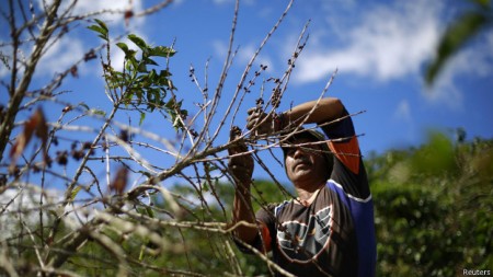 Mudanças climáticas podem reduzir áreas destinadas ao cultivo do café, especialmente o da variação arábica, que responde por 70% da demanda global.
