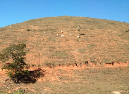 Pastagem degradada em pastoreio convencional no Sul do Espírito Santo: a situação mais comum!