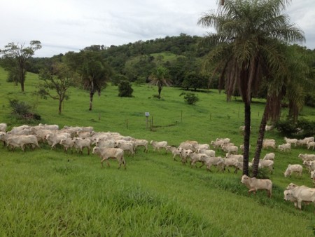 Pastagem em Pastoreio Voisin – Fazenda P.U. de João R. de Arruda Sampaio – Urutaí – Goiás. 