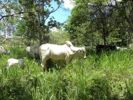 Gado em Pastoreio Voisin na Pastagem Ecológica – Fazenda Ecológica – MT. 