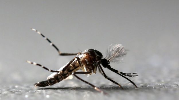 REUTERS - Especialistas temem que vírus chegue às cidades, onde poderia ser espalhado pelo Aedes aegypti, também transmissor de doenças como a dengue e a zika.